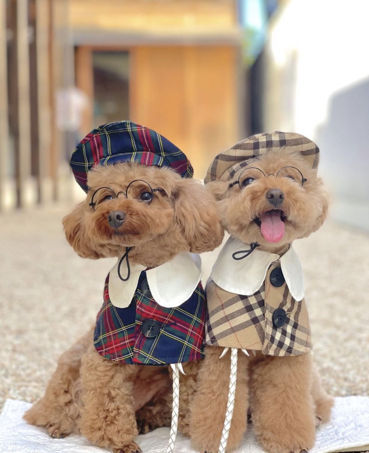 犬/猫用の幽霊のエレガンス格子縞のケープセット - ハロウィーンエディション