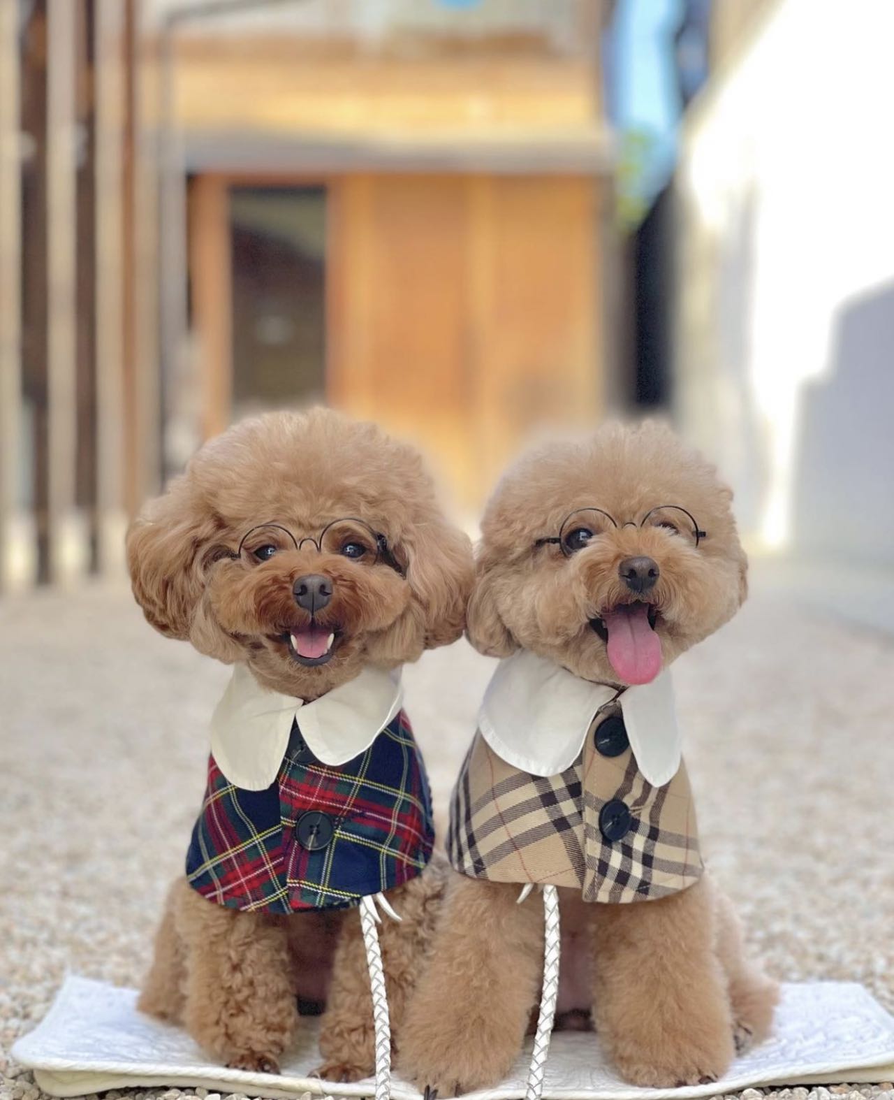 犬/猫用の幽霊のエレガンス格子縞のケープセット - ハロウィーンエディション