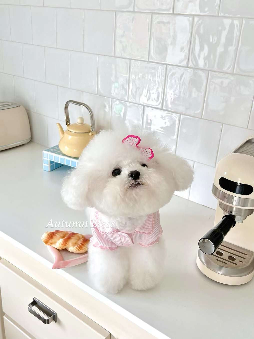 Autumn Bless ワッフルニットドッグシャツと襟付き - ソフト&軽量のペットトップ