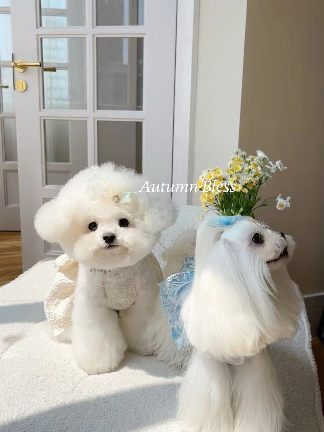 Autumn Bless 小犬用のエレガントな弓ハーネス - リボン付きのデラックスフローラルデザイン