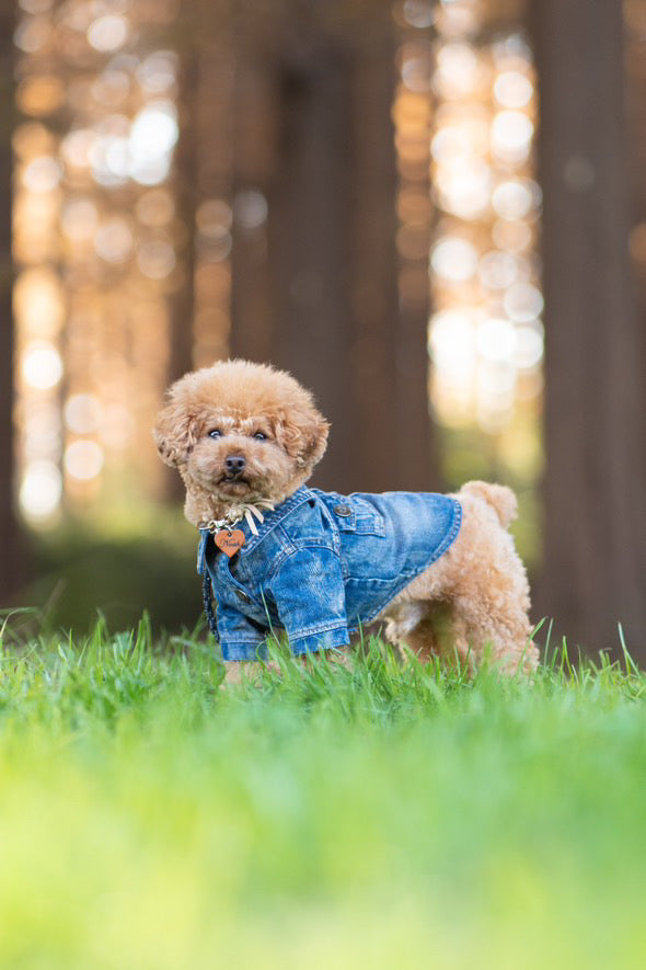 Taniwina 클래식 데님 개 재킷 - 작은 개를위한 빈티지 스타일