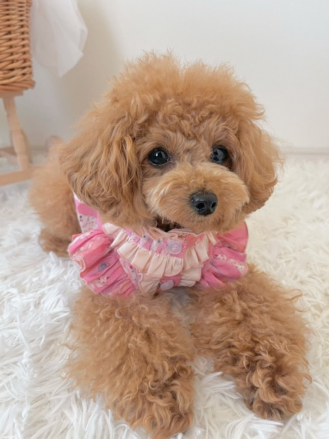 タニウィナレースカラーフラッタースリーブシャツエレガントな猫パターン小さな犬