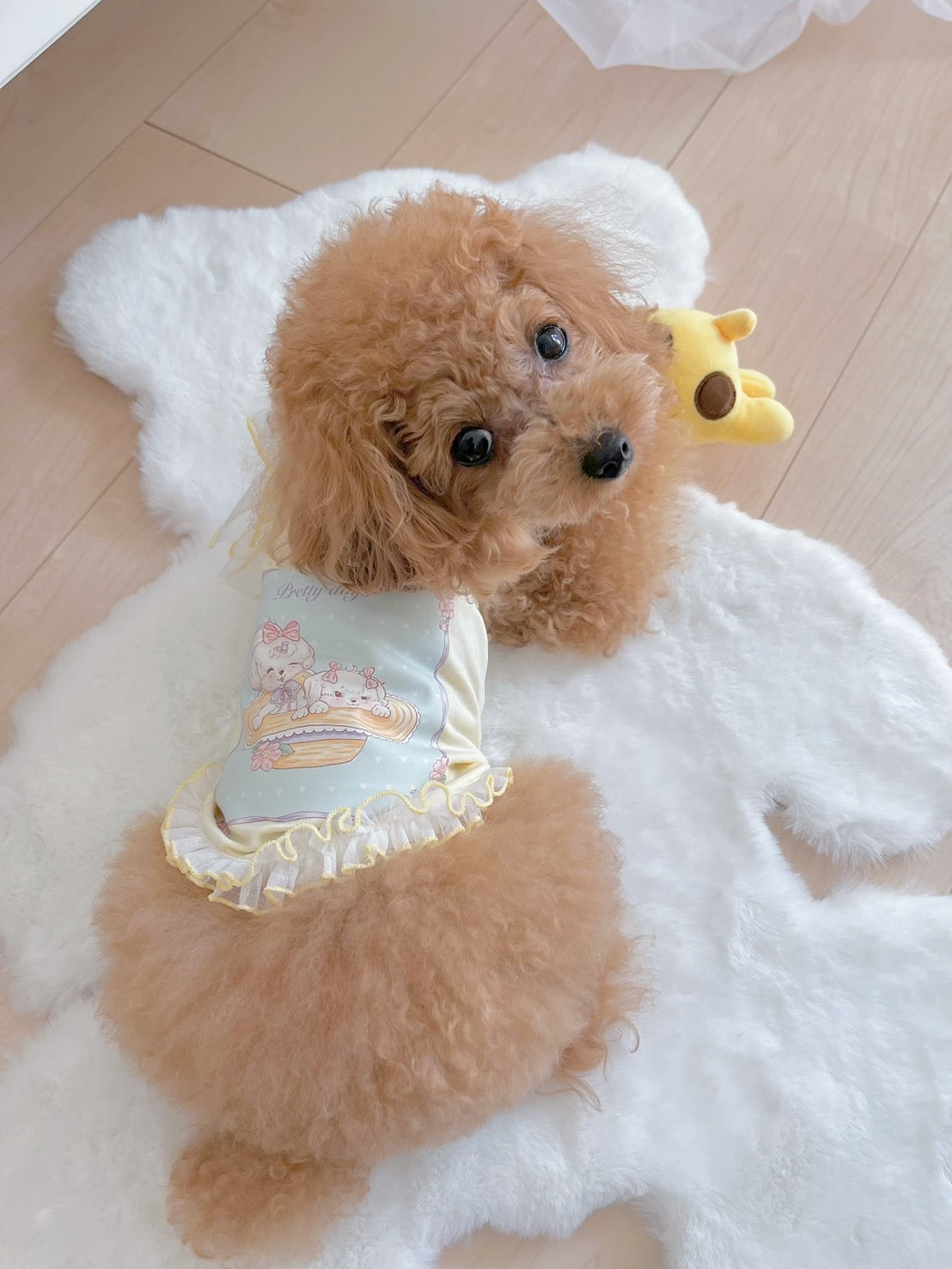 タニウィナの氷のようなタッチマカロンレースキャミソールは、小さな犬用です