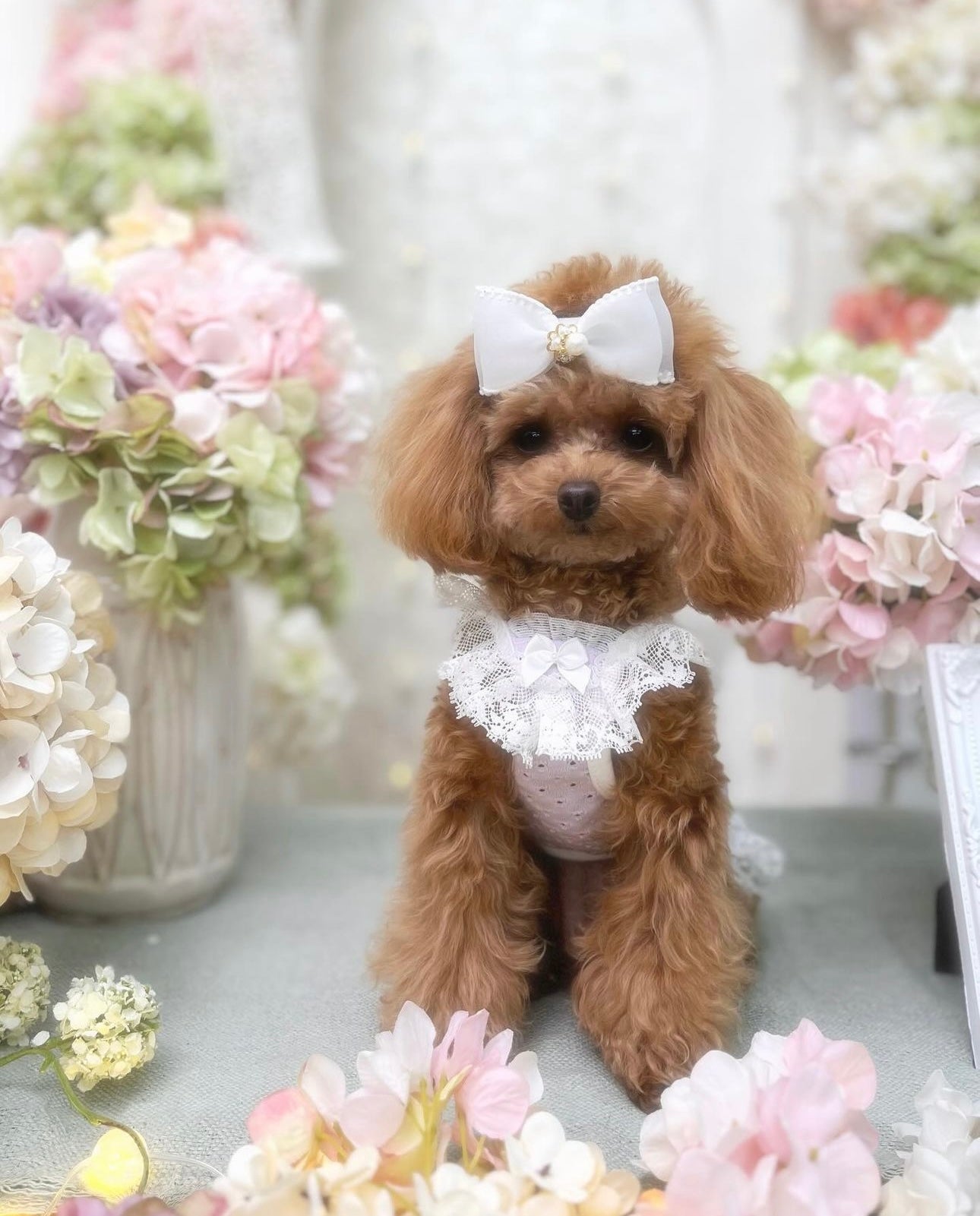 Taniwhaマカロンカラーレースペット服マルタヨークシャーベアプードルシーズツィ