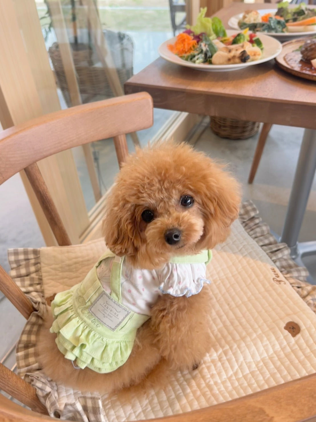 작은 개를위한 Taniwina 귀여운 마카롱 색 코듀로이 서스펜더 치마