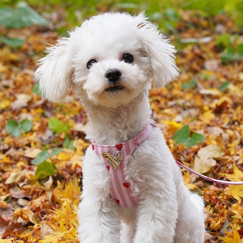 子犬のかわいい子犬のハーネス＆リーシュセット - 安全リフレクターを備えた小さな犬用の通気性ベストスタイルのウォーキングギア