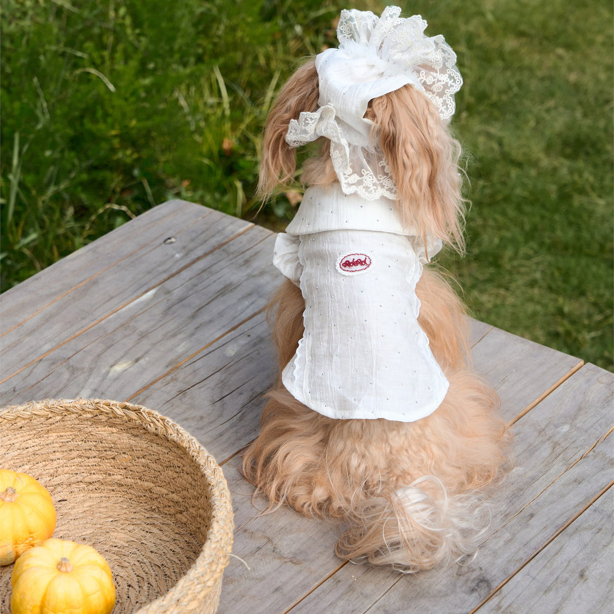 RoiRoi Red Bow Lace-Collar Academy Pet Shirt
