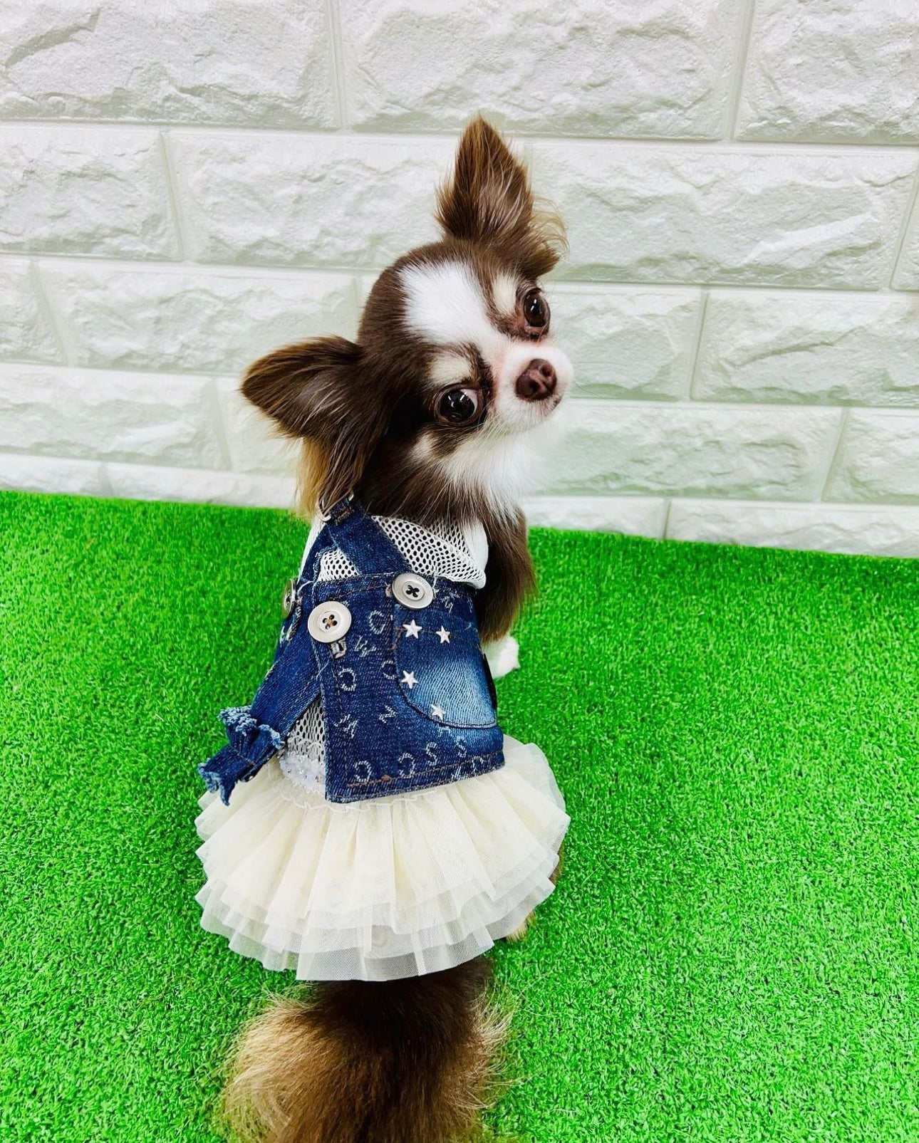 Taniwina 데님 애완 동물 하네스 드레스 : 모피 친구의 스타일을 높이십시오.