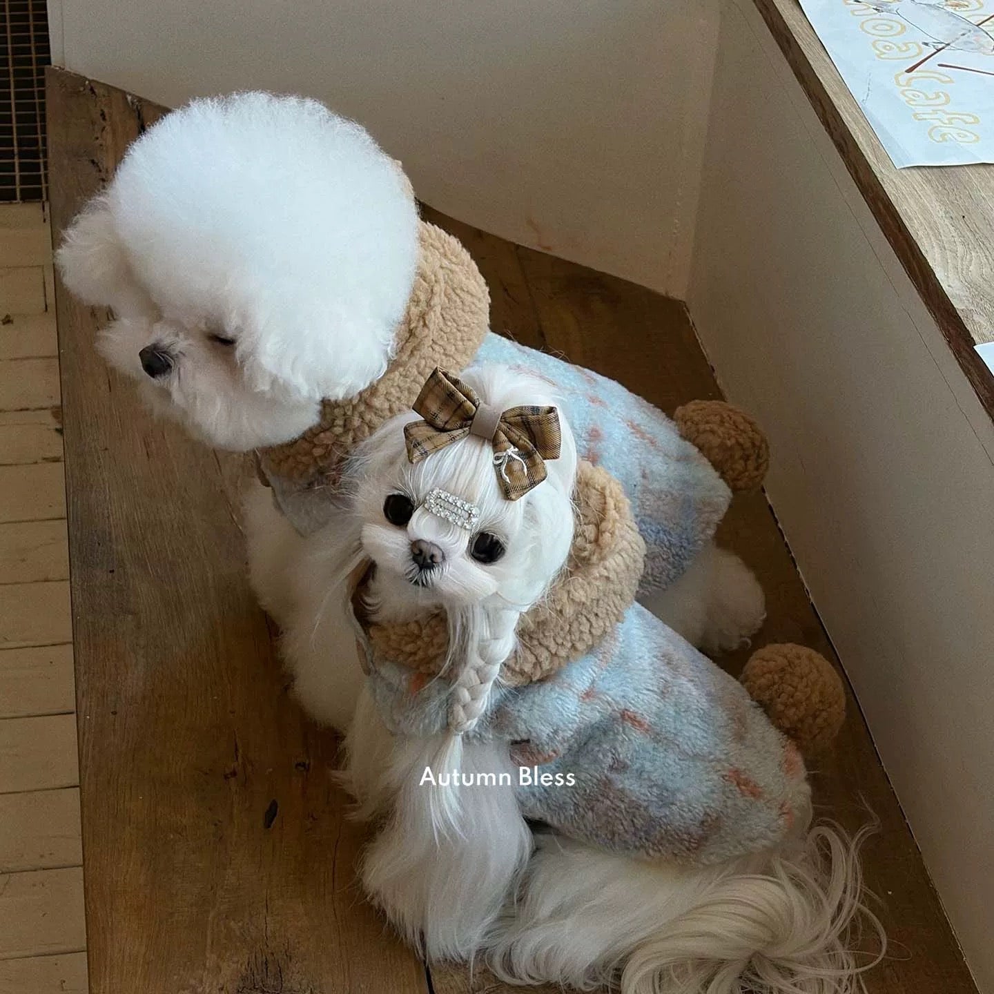ベアボア フーディーコート｜Autumn Bless 小型犬アウター – Petto Vogue