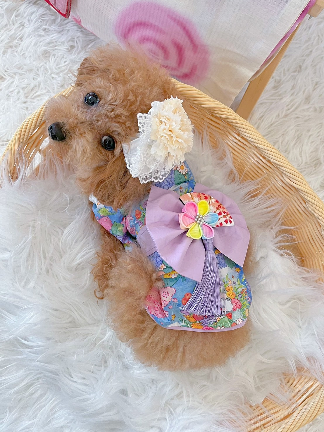 작은 개를위한 Taniwina Hydrangea Pattern Yukata