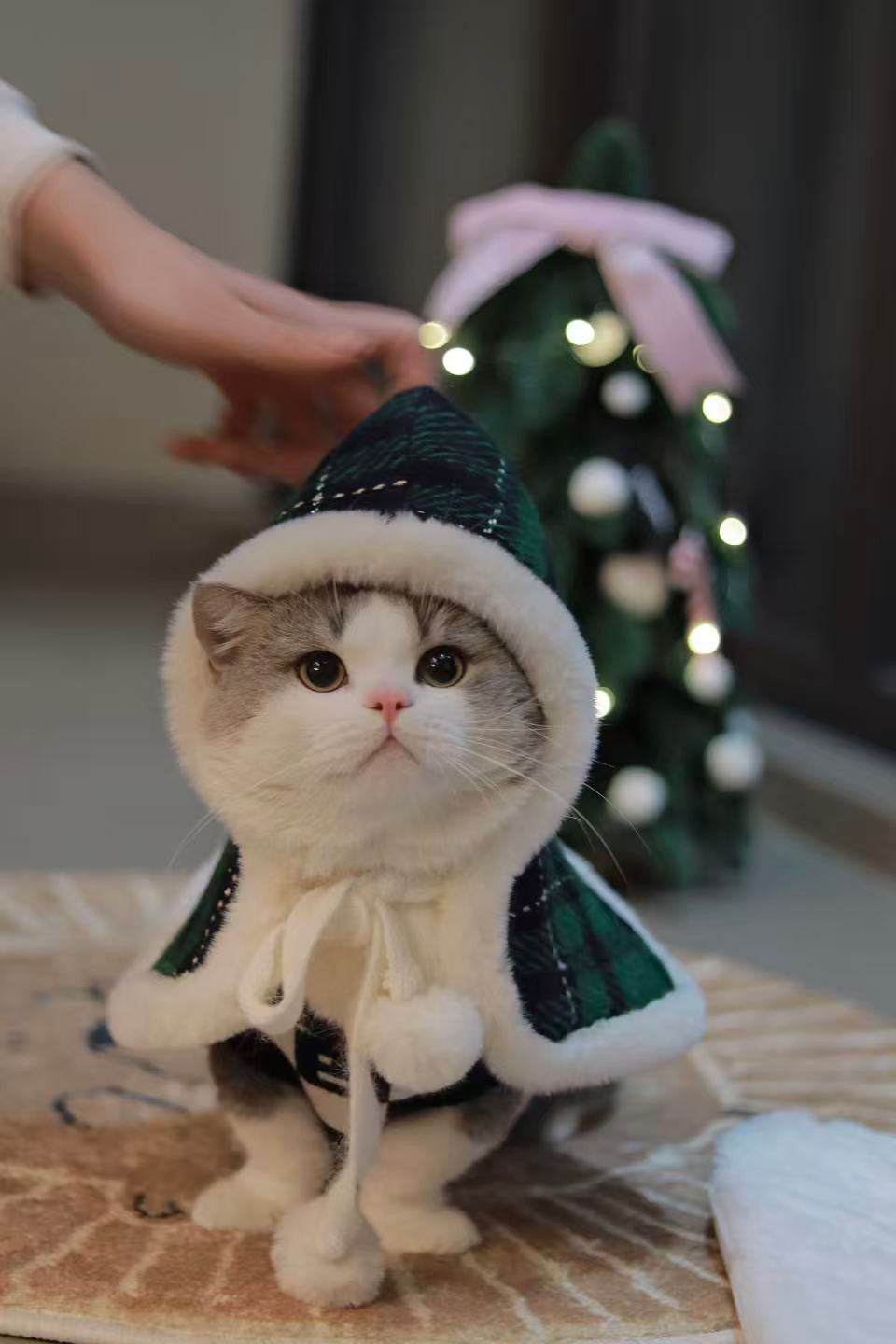 Autumn Bless メリーチェック柄リバーシブルペットマント | Merry Tartan Reversible Pet Cloak