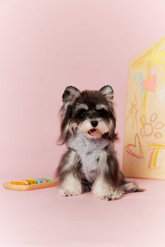 Tawney Bear Reversible Cozy Dog Outerwear (Brown and Light Blue)