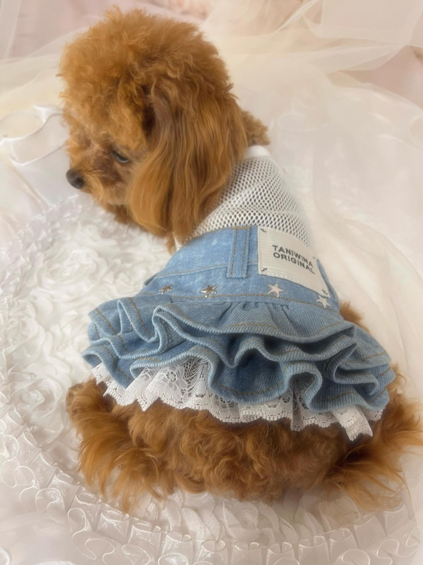 Taniwina pawdenim 몸집이 작은 강아지 내부 드레스 : 작은 개를위한 세련된 편안함