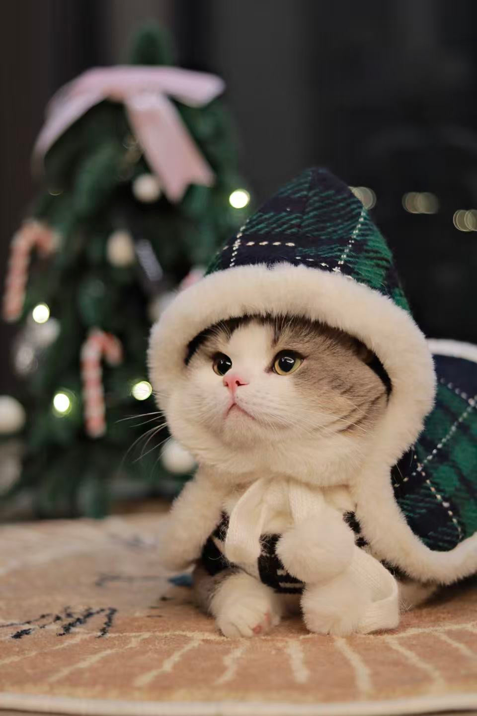 Autumn Bless メリーチェック柄リバーシブルペットマント | Merry Tartan Reversible Pet Cloak