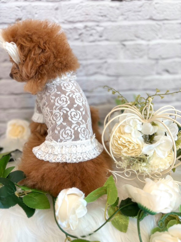 Taniwina Lace Blossom Ruffle 셔츠