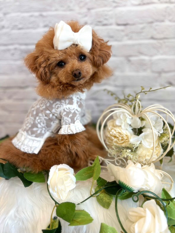 Taniwina Lace Blossom Ruffle 셔츠