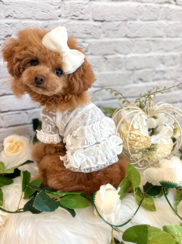 Taniwina Lace Blossom Ruffle 셔츠