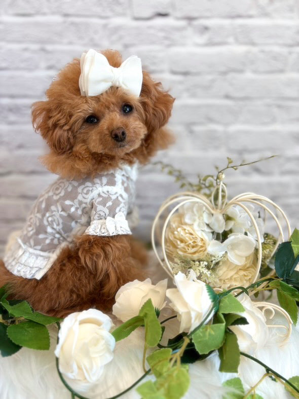 Taniwina Lace Blossom Ruffle 셔츠