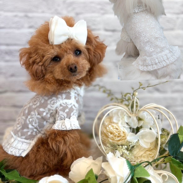 Taniwina Lace Blossom Ruffle 셔츠