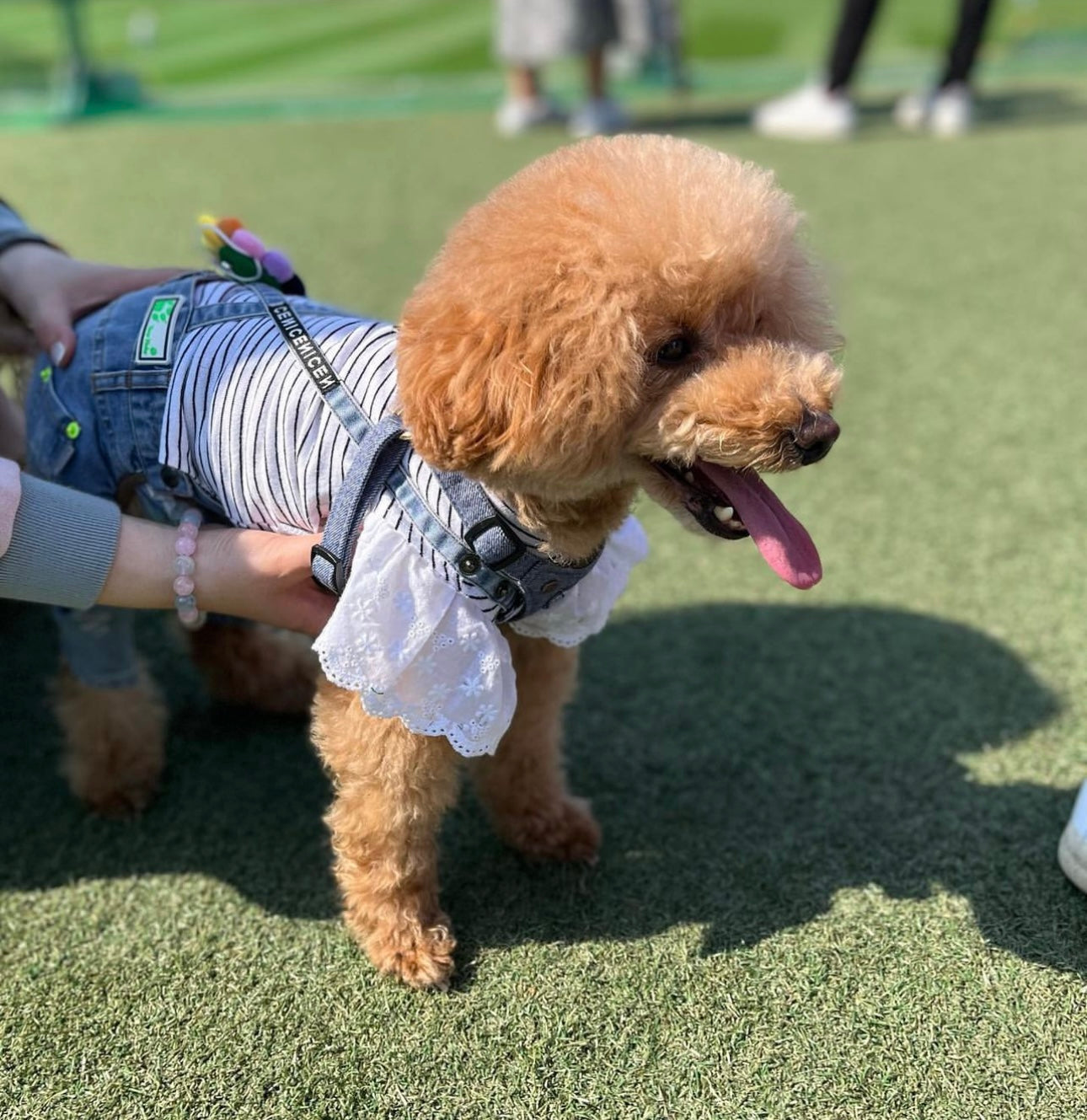 데님의 Taniwina Paws : 세련된 연한 파란색 자수 애완 동물 바지를위한 세련된 애완 ​​동물 바지